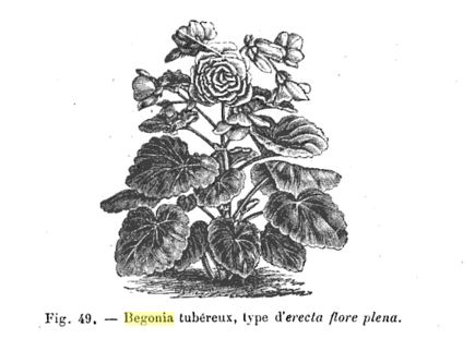 B. ‘Erecta Grandiflora Flora Plena’